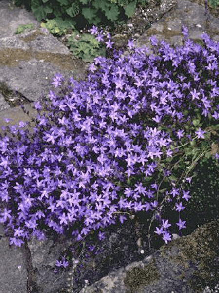 Des images de diff�rentes plantes